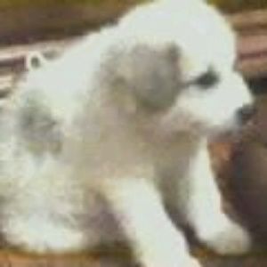 Meet your Posher, Barbara